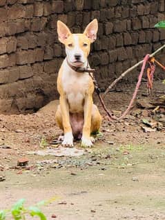 Kohati Gultair Dog Puppies | Kohati Gultair pair | Kohati Dog