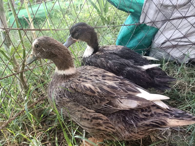 2 hens laying egg,  3 hens age 6 months,2 hens 5 months,6 months duck 3