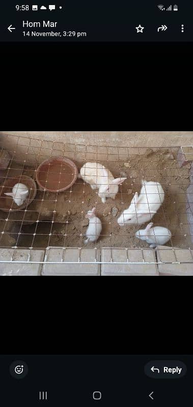 Rabbit family 2