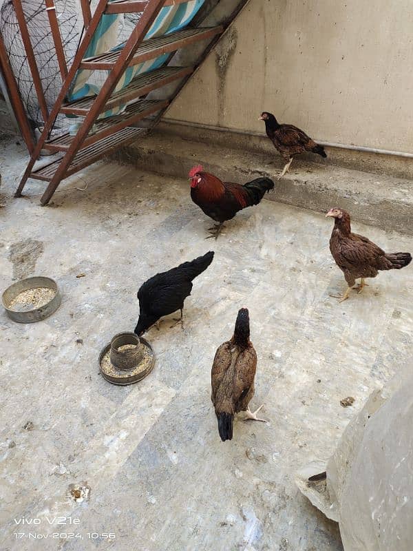 Hens eggs wali for sale 0