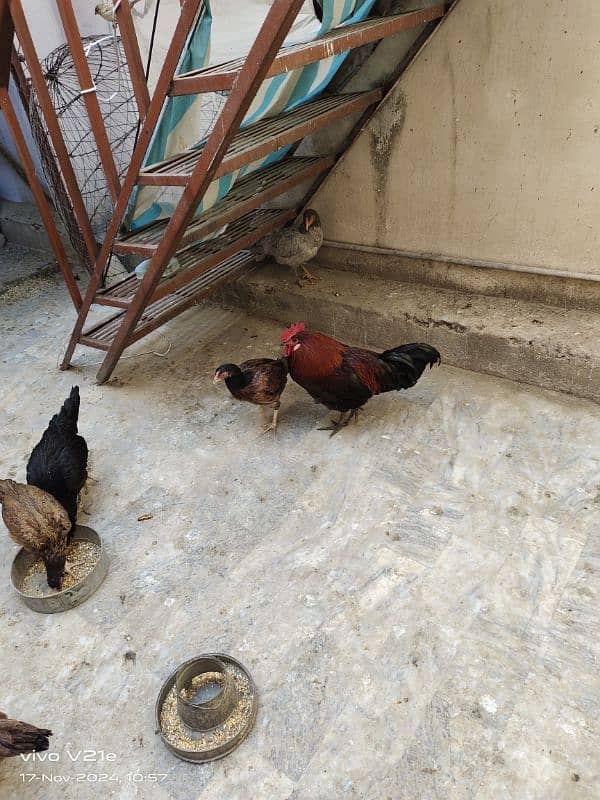 Hens eggs wali for sale 2