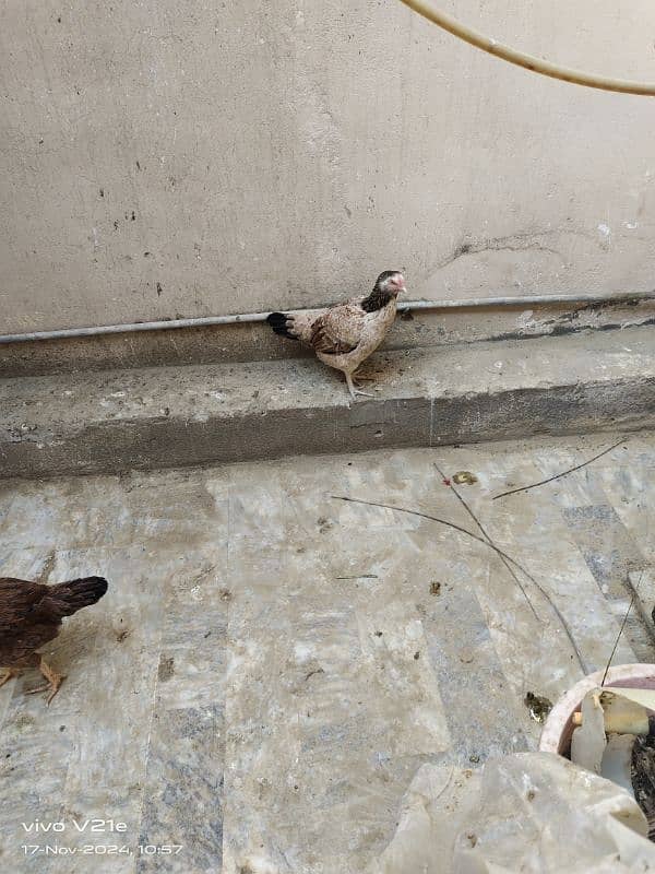 Hens eggs wali for sale 3