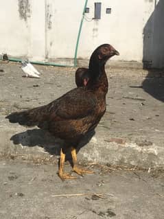 Aseel Hens / kruck / breeder