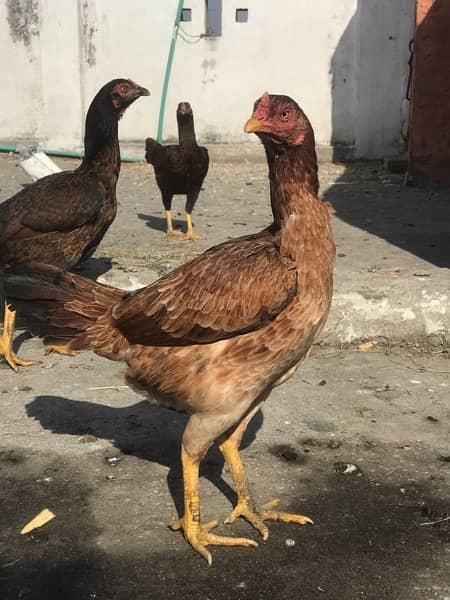 Aseel Hens / kruck / breeder 2