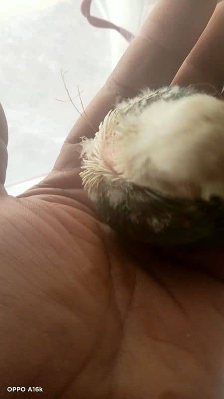 beautiful clr love birds chicks read full ad 6