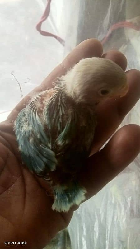 beautiful clr love birds chicks read full ad 10