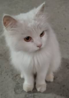 Persian cat