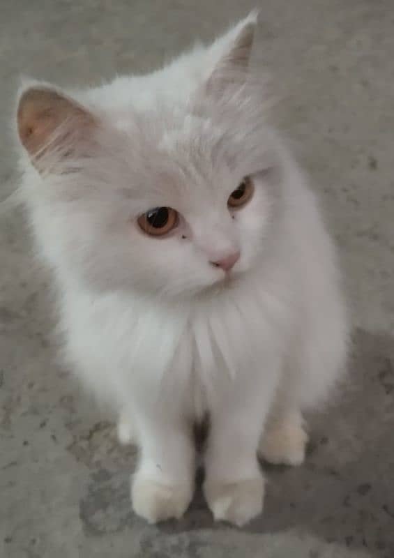 Persian cat 0