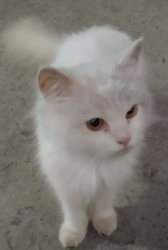 Persian cat 1