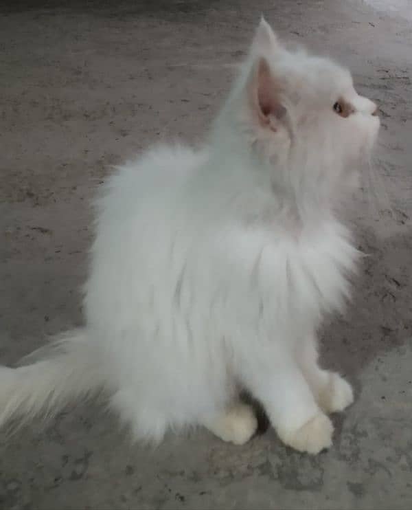 Persian cat 2