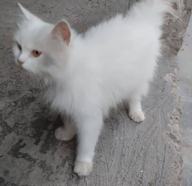 Persian cat 3