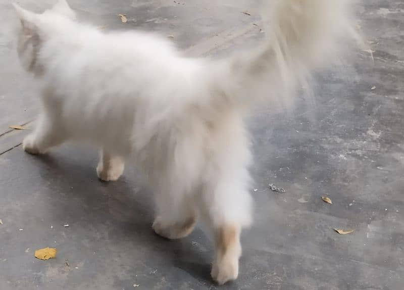 Persian cat 4