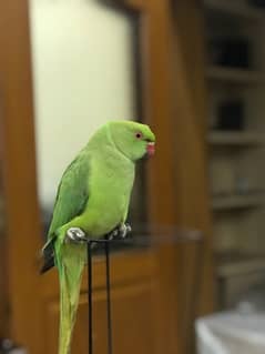 green parrot