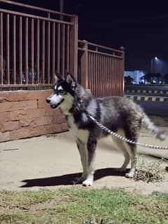 Siberian Husky Dog