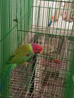 Plum Had Parrot