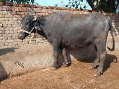 full black beautiful jhoti for sale