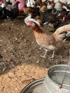 Golden misri hens for sale eggs laying starter hens