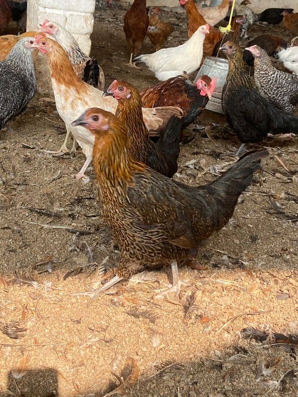 Golden misri hens for sale eggs laying starter hens 1