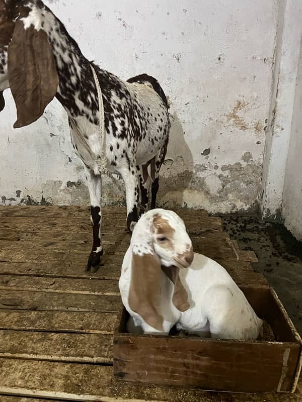 Makhi cheeni Goat with female baby 4