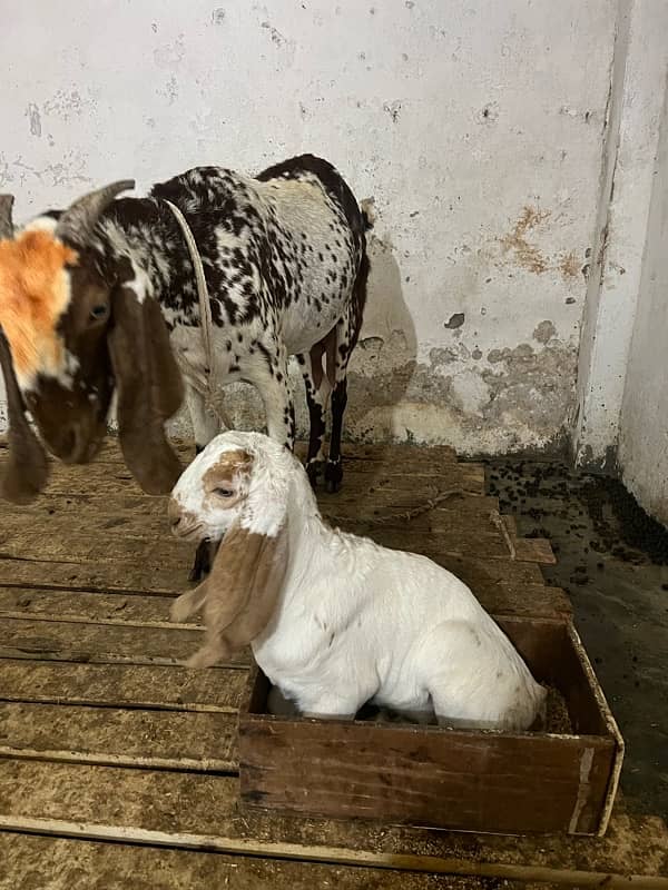 Makhi cheeni Goat with female baby 5