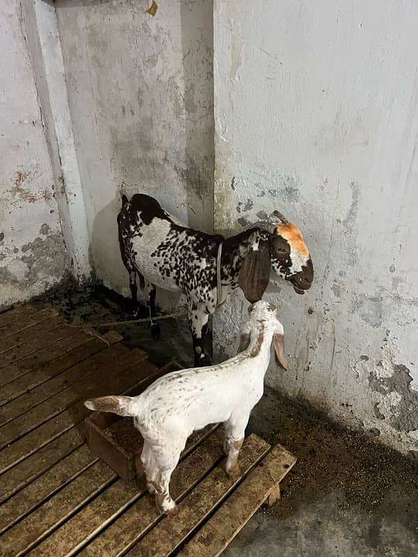 Makhi cheeni Goat with female baby 6