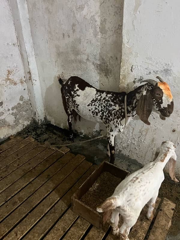 Makhi cheeni Goat with female baby 7