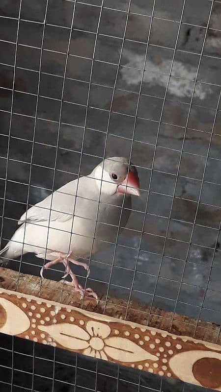 silver and white java chicks and breeder pair 0