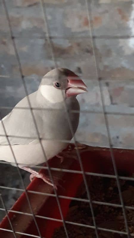 silver and white java chicks and breeder pair 1