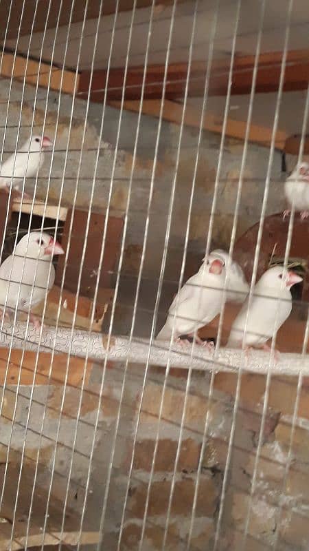 silver and white java chicks and breeder pair 2