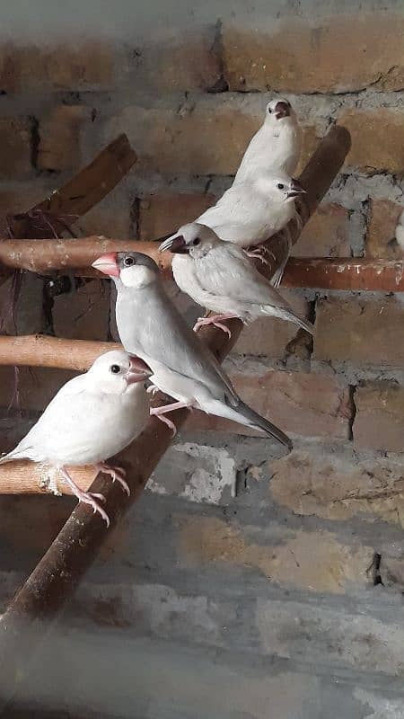 silver and white java chicks and breeder pair 3