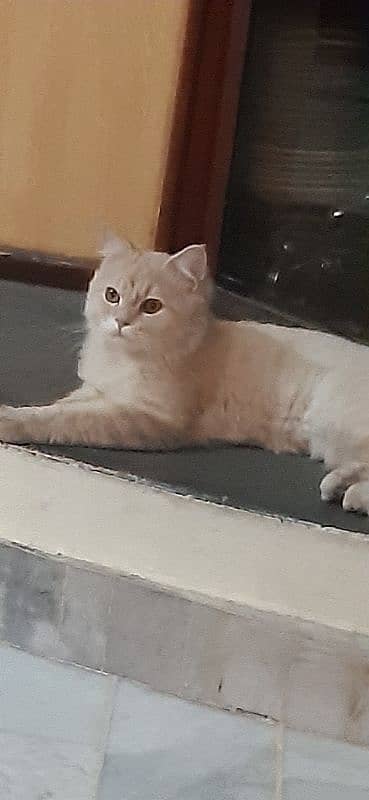 beautiful and healthy persian cat vacinated 0