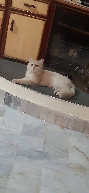 beautiful and healthy persian cat vacinated 1