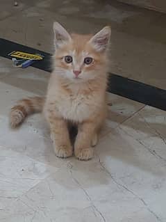 Persian cat kitten