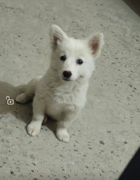 pure russion female healthy,active and playful puppy available 0