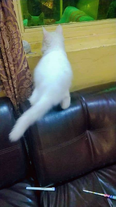 persian/ siame white kittens. 1