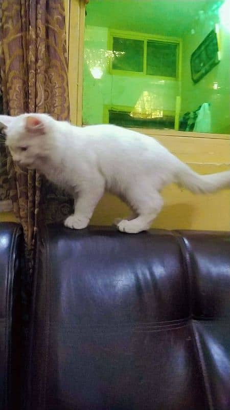 persian/ siame white kittens. 2