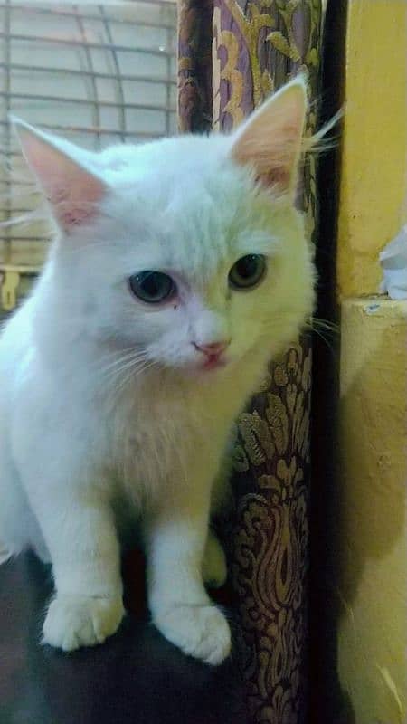 persian/ siame white kittens. 3