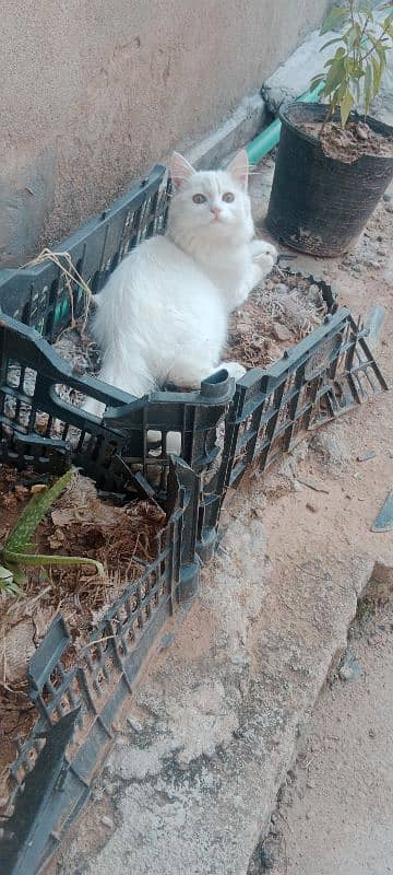 persian/ siame white kittens. 4