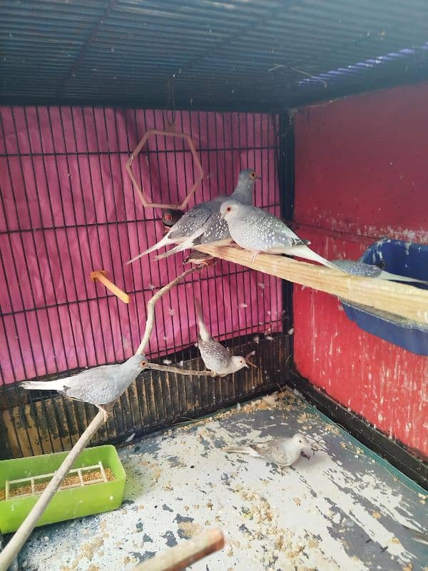 Diamond Dove breeder and young pieces for sale 2