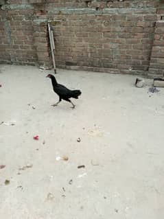 black aseel hen forsale in attock ready for breed age 8.5month