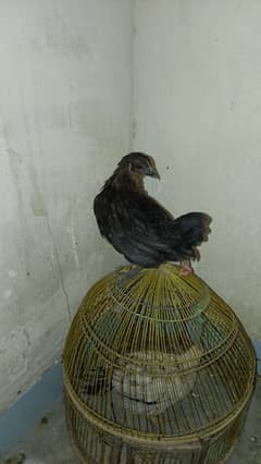 chick