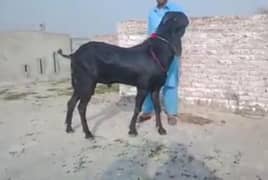 Desi Bakra Urgent For Sale Call Me 03226643435