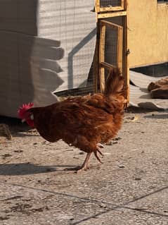 Egg laying hens for sale mix