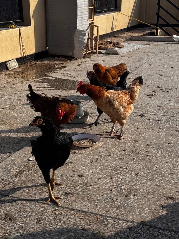 Egg laying hens for sale mix 1