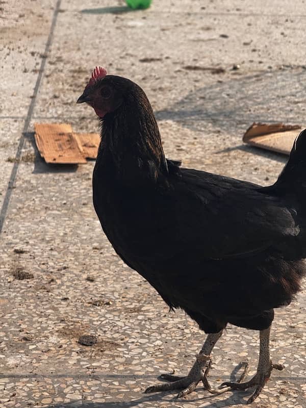 Egg laying hens for sale mix 3