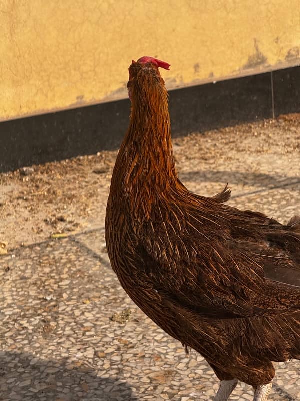 Egg laying hens for sale mix 4