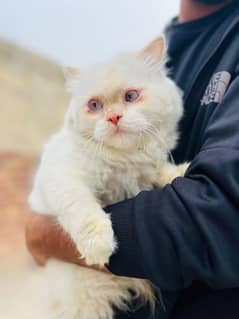 persian cat male with toys and bath tub