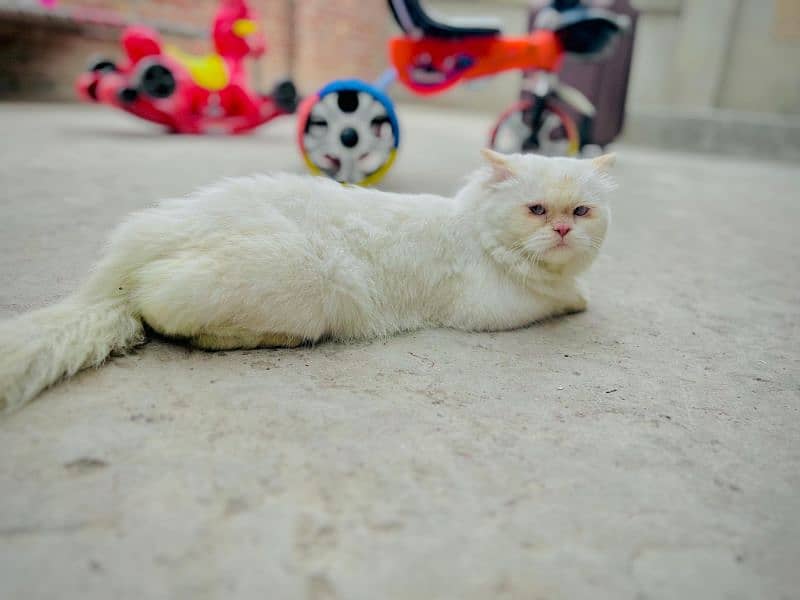 persian cat male with toys and bath tub 1