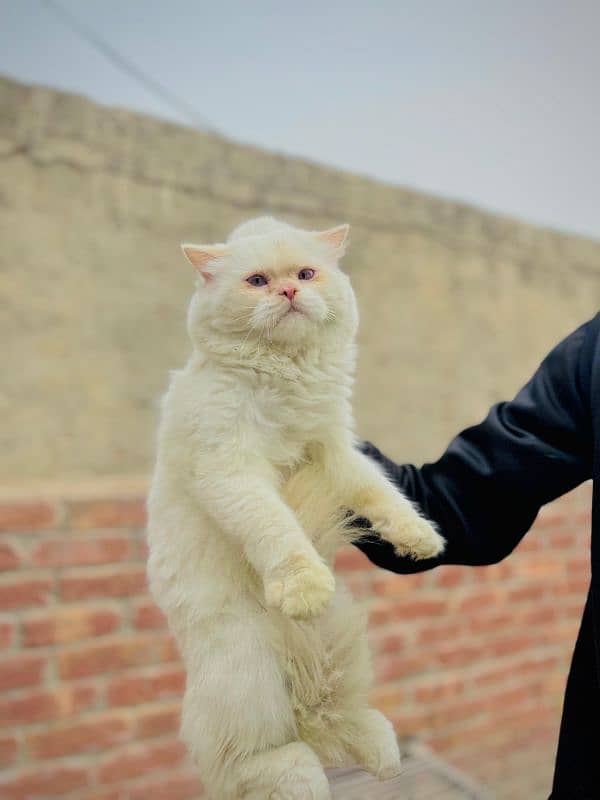 persian cat male with toys and bath tub 2