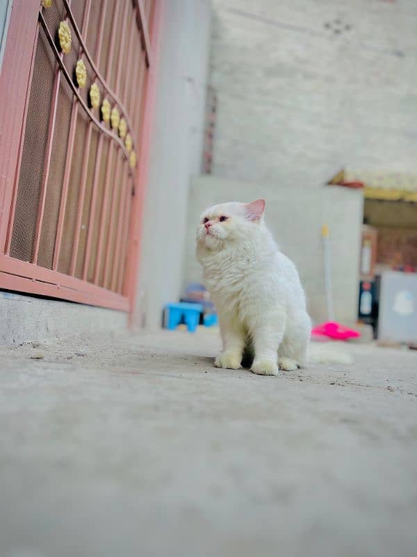 persian cat male with toys and bath tub 3